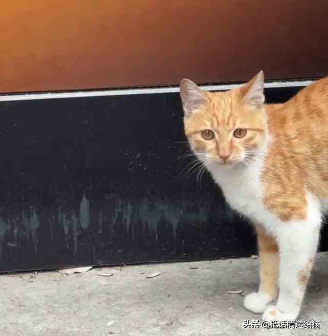 小猫咪死里逃生（小猫咪死里逃生） 第37张