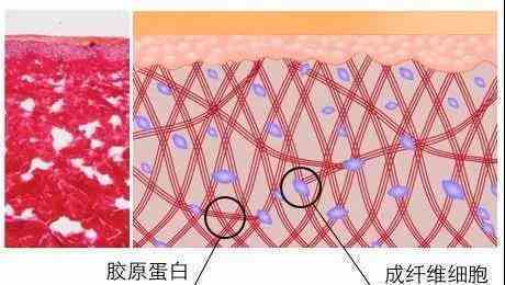 使用美容仪有副作用吗（使用美容仪有依赖性） 第22张