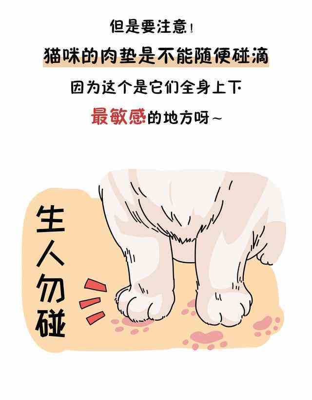 从猫咪肉垫看性格是真的吗（你以为猫咪肉垫仅仅是为了卖萌） 第4张