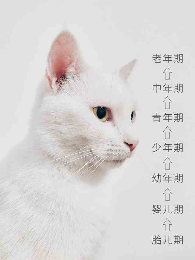 猫刚出生什么时候才能长成幼猫（幼猫是指多大的猫） 第2张