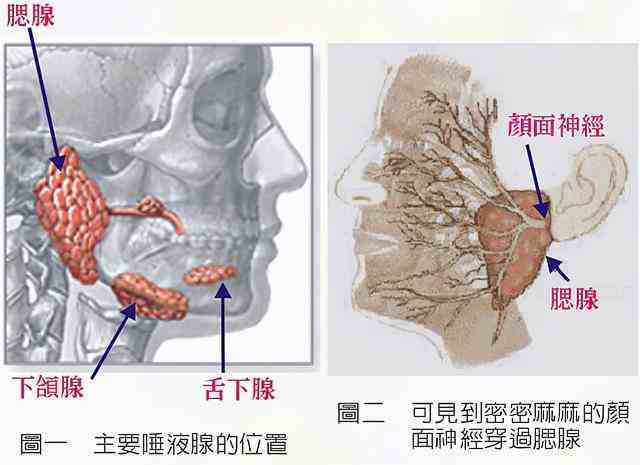 毒蛇咬到毒蛇会不会被毒死（毒蛇咬了狗狗咬了人） 第10张