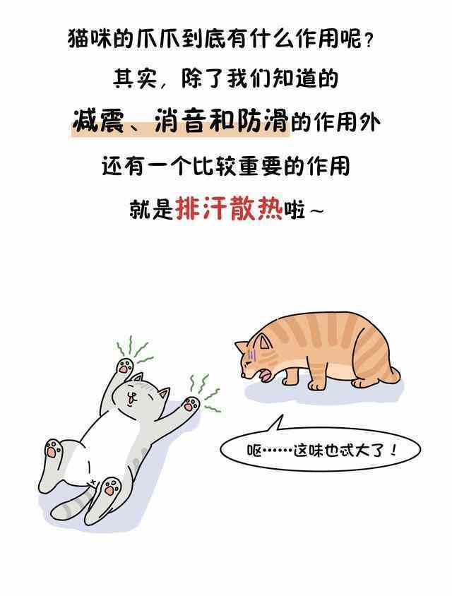 从猫咪肉垫看性格是真的吗（你以为猫咪肉垫仅仅是为了卖萌） 第5张