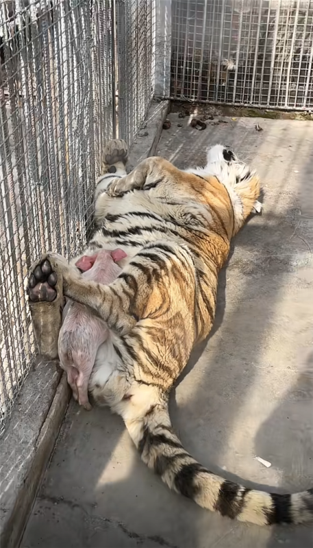 扮猪吃老虎居然是真的 动物园里小猪趴在老虎肚子上睡觉 第2张