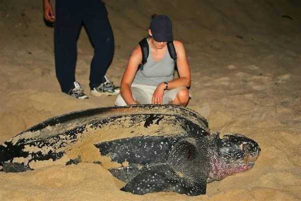 9人死亡78人住院 非洲人吃海龟集体中毒：知道中国人为啥不吃了吧 第4张