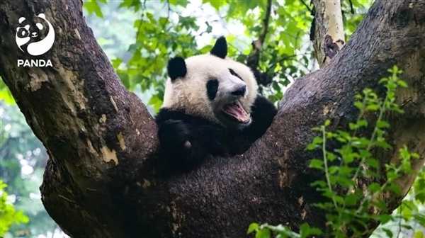 秦岭大熊猫研究中心致歉：饲养员用铁锨驱打大熊猫已被辞退 第1张