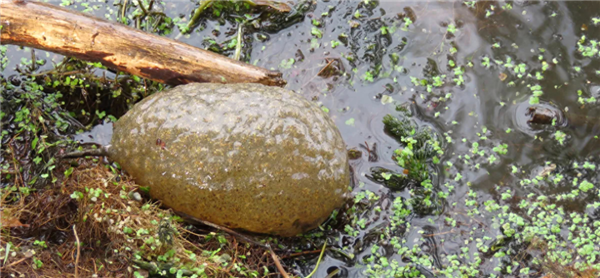 美国湖泊发现不明生物！外形像脑子软绵绵的：当地居民恐慌