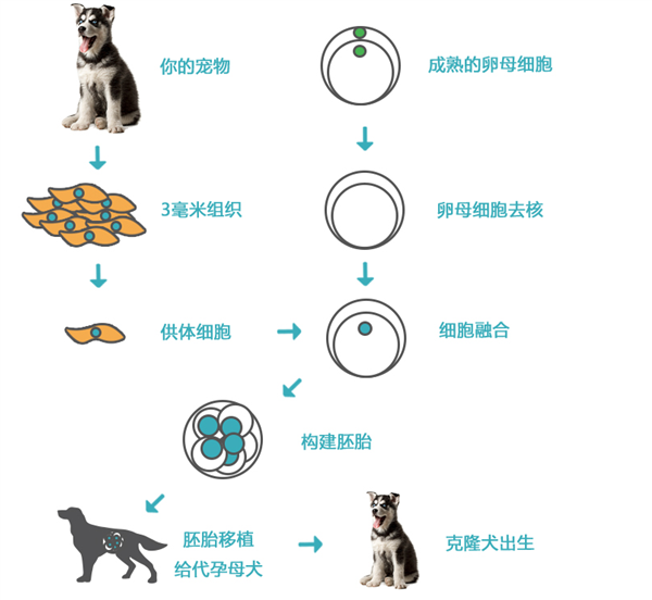 剖腹取卵植入胚胎 用16只猫克隆1只去世的猫：太黑暗了 第3张