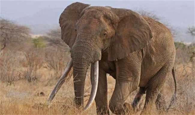 为何大象会进化出蒲扇一样的大耳朵（为了适应热带气候）(大象为什么会变成化石)