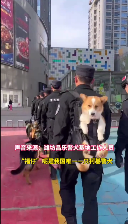 首个柯基警犬福仔亮相 出门得背着！它是怎么混上编制的