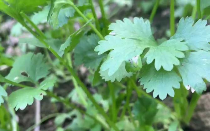 香菜的营养价值 第2张