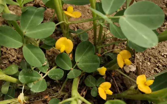 黑花生是什么植物？ 第5张