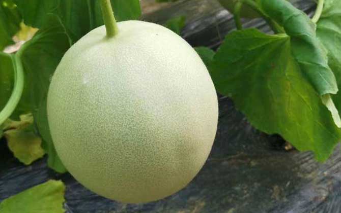 香瓜是什么植物？