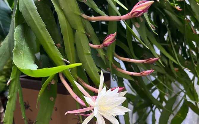 昙花的资料及生长习性 第4张