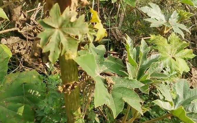 通草是什么植物？ 第4张