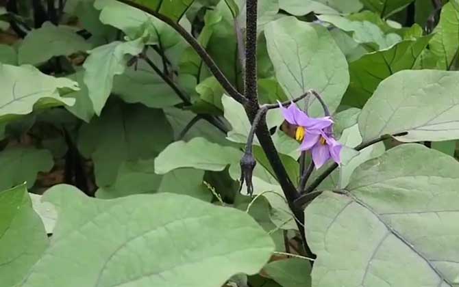 茄花是什么东西？