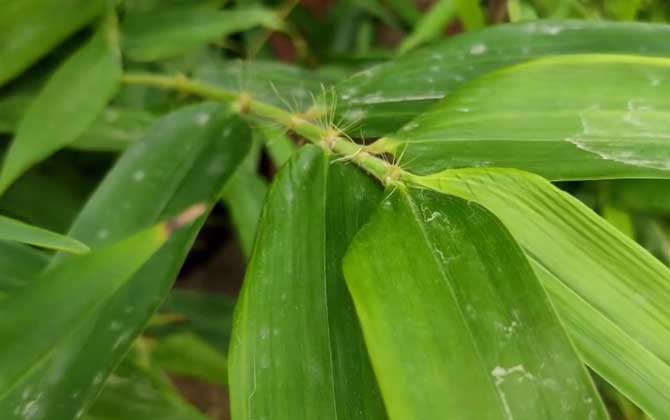 淡竹是什么植物？ 第4张