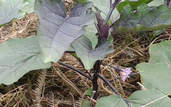 茄花是什么东西？ 第4张