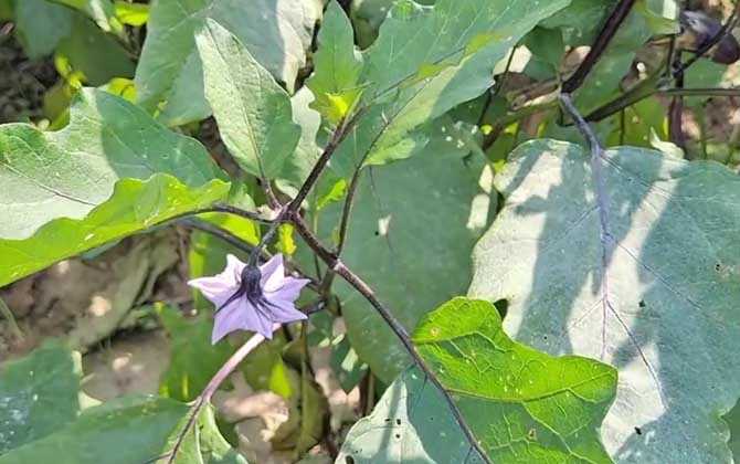 茄花是什么东西？ 第3张