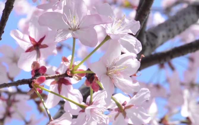 日本早樱是什么植物？ 第4张