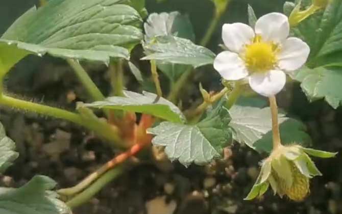 被子植物的一生怎么度过的？ 第4张