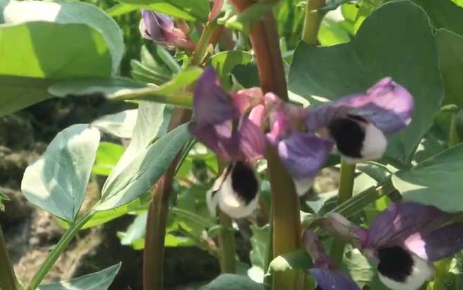 被子植物的一生怎么度过的？ 第3张