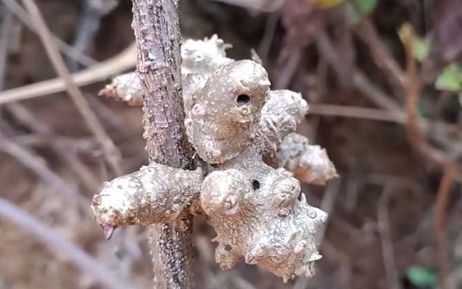 藤三七是什么植物？ 第1张