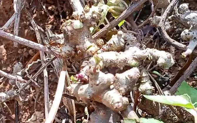 藤三七是什么植物？ 第3张