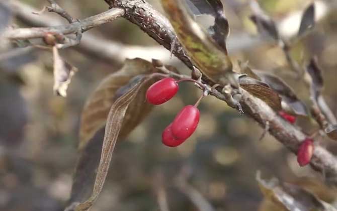 遍插茱萸少一人是什么意思？