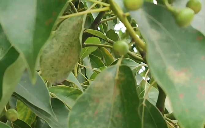 香樟木是什么植物？ 第4张