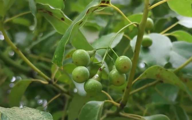 香樟树是什么植物？ 第1张