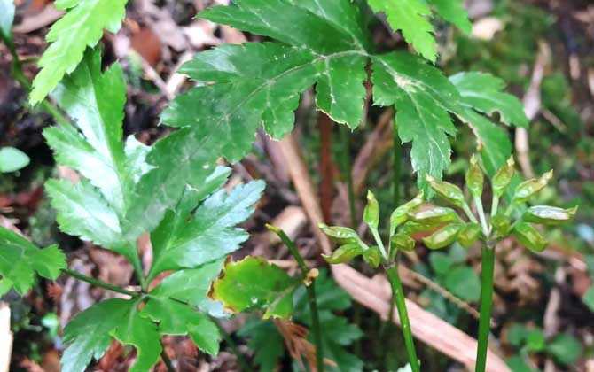 黄连种植技术及病害防治