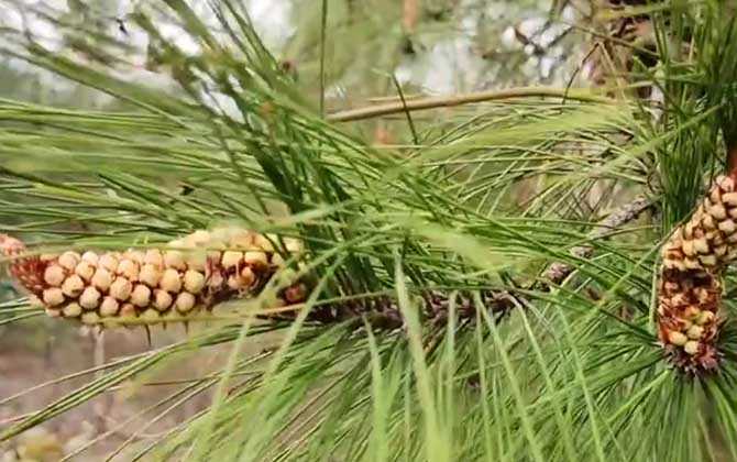 松树会开花吗？