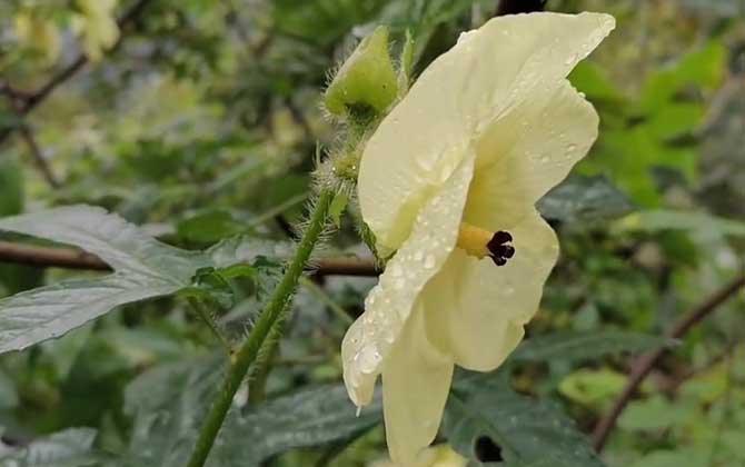 黄蜀葵花是什么东西？ 第2张