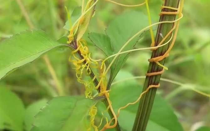 菟丝子能吃吗？ 第2张