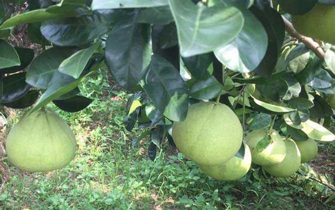 文旦是什么植物？ 第3张