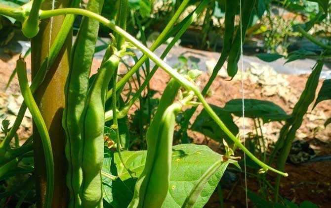 四季豆种植技术及病害防治