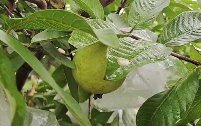 珍珠石榴是什么植物？ 第2张