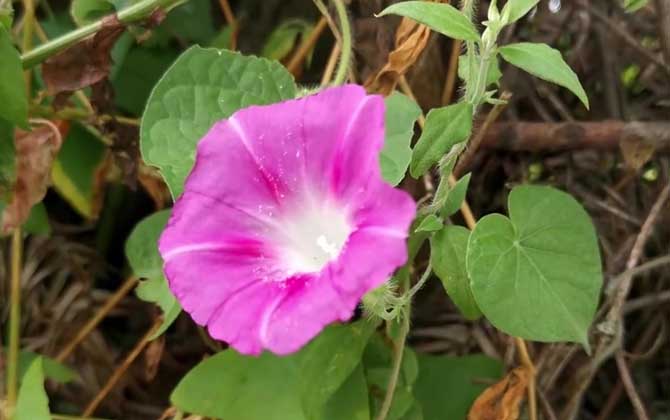 喇叭花和牵牛花是一种花吗？ 第1张