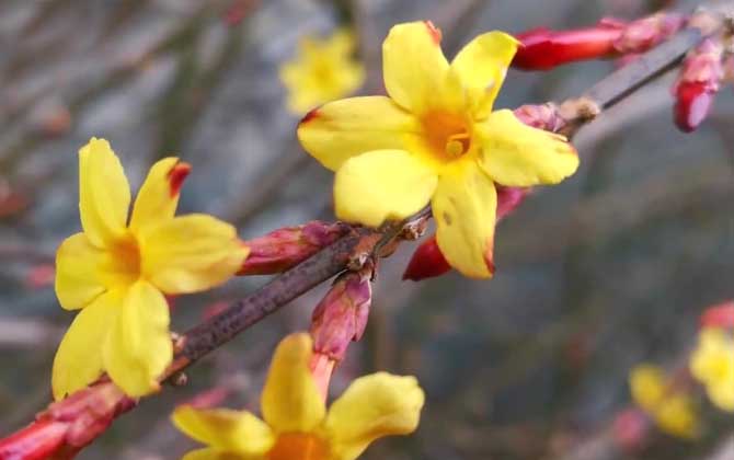 迎春花什么时候开花？