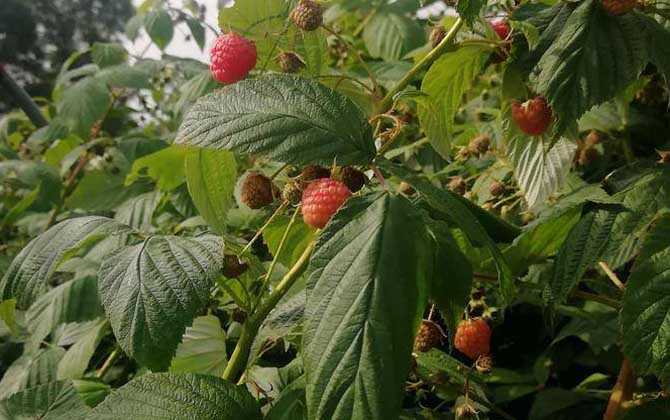 山莓是什么植物？ 第3张