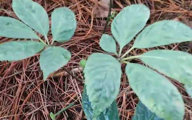 三七是什么植物？ 第1张