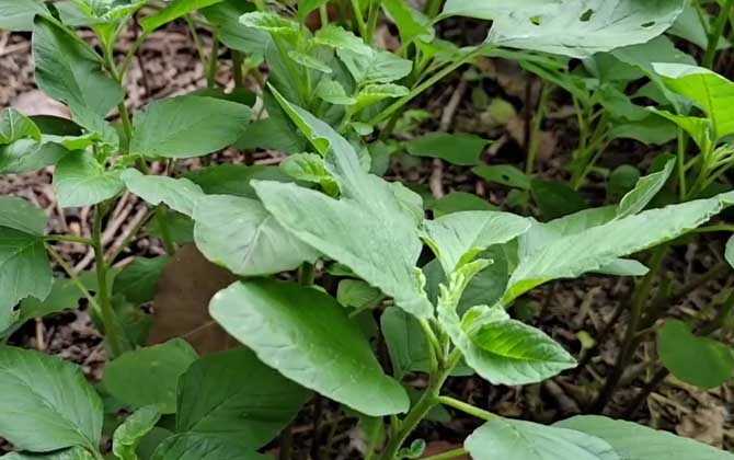 苋菜种植技术及病害防治