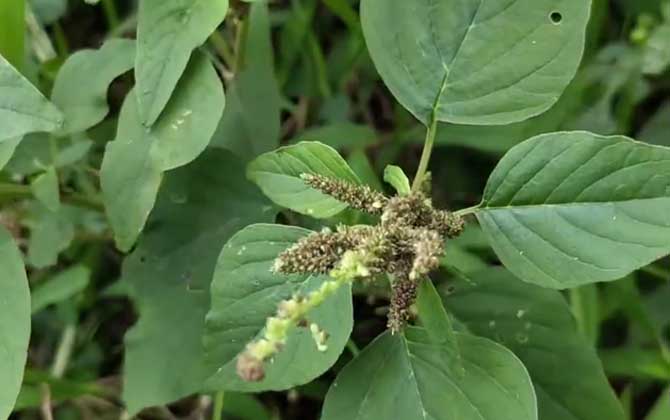 苋菜种植技术及病害防治 第4张