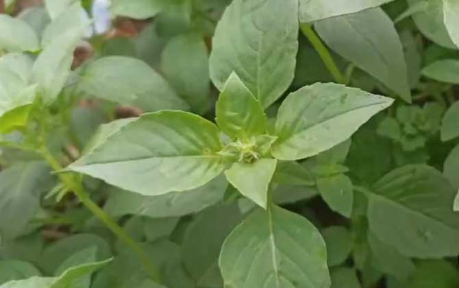 荆芥和薄荷的区别 第3张