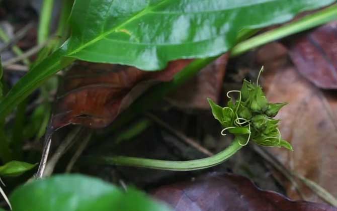 水田七是什么植物？ 第2张