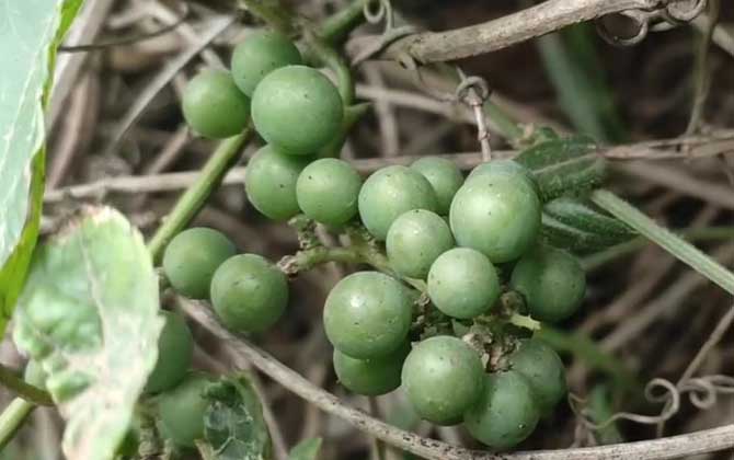 紫葡萄是什么植物？