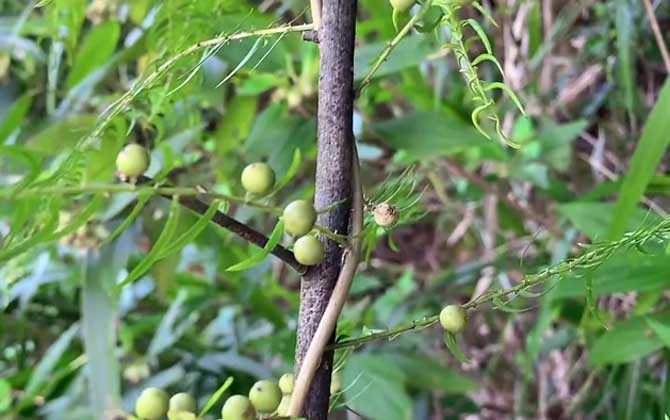 天冬是什么植物？ 第3张