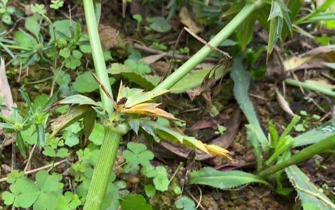 野芫荽是什么植物？ 第4张