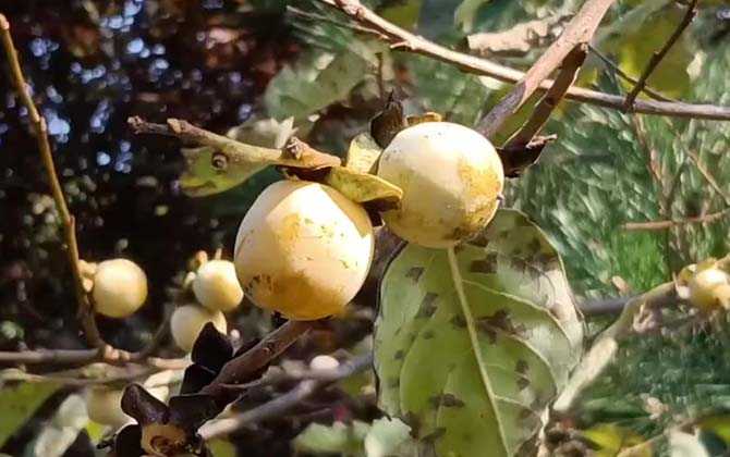 黑枣的营养价值 第4张