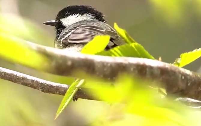 贝子鸟是什么鸟？ 第2张